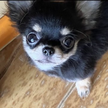 チワワ(ロング)【群馬県・女の子・2023年1月2日・ブラックタン】の写真「小さいめですが食欲旺盛
ゆっくり成長中💕」