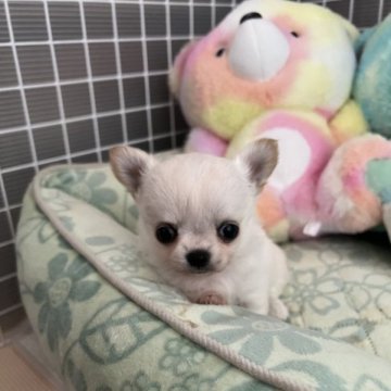 チワワ(ロング)【群馬県・女の子・2023年4月11日・ホワイト/クリーム】の写真「離乳食始めました。」