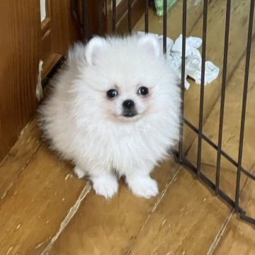 ポメラニアン【群馬県・男の子・2023年5月1日・クリーム】の写真「癒し系ポメラニアン」