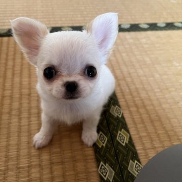 チワワ(ロング)【群馬県・女の子・2023年1月2日・ホワイト/クリーム】の写真「まん丸オメメの子」