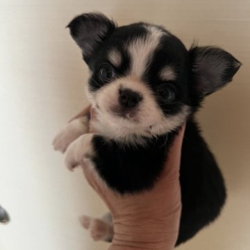チワワ(ロング)【群馬県・男の子・2024年5月17日・ブラック/タン/ホワイト】の写真「しっかりサイズの可愛い子です。」