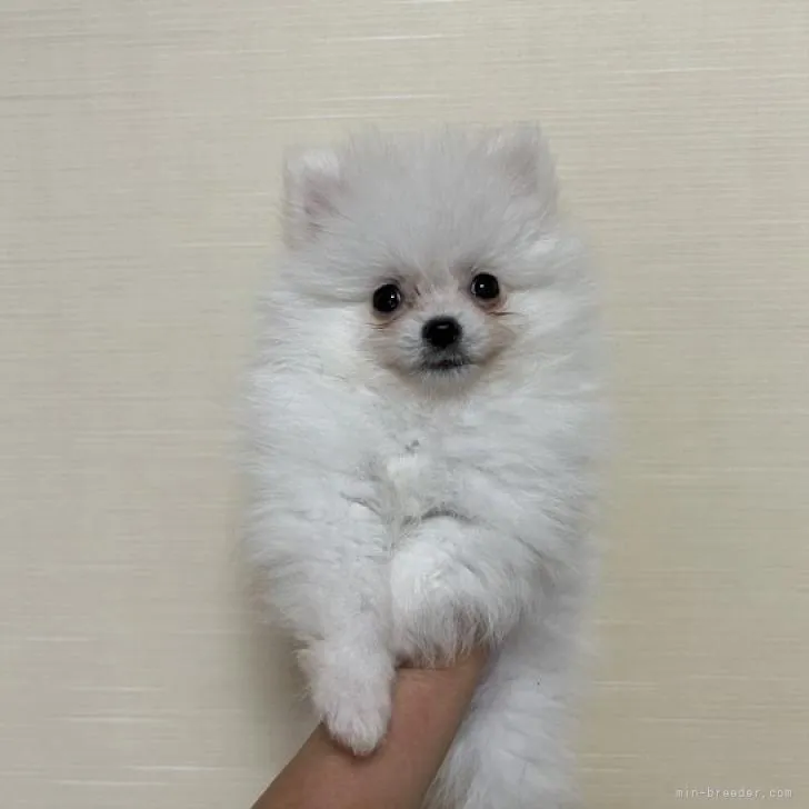 ID：2210-03582の子犬