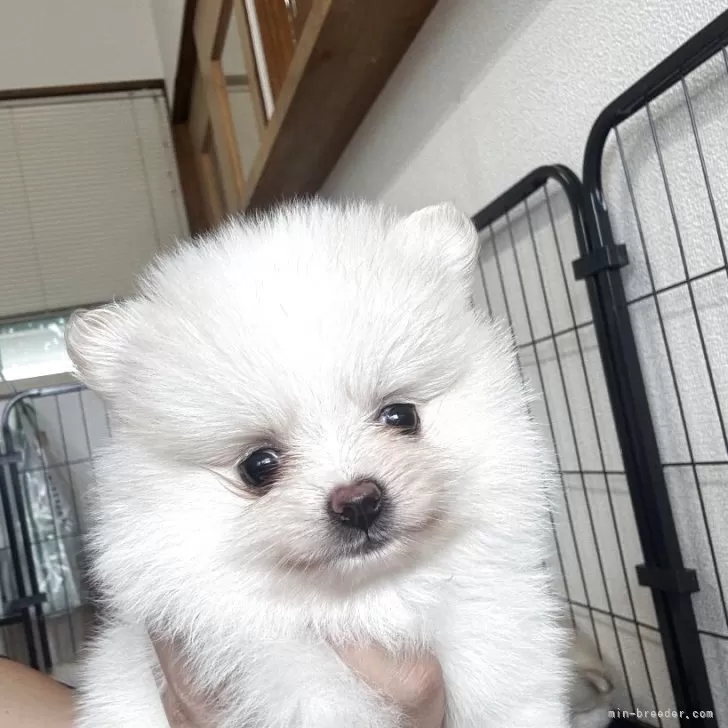 ID:2508-05249の子犬