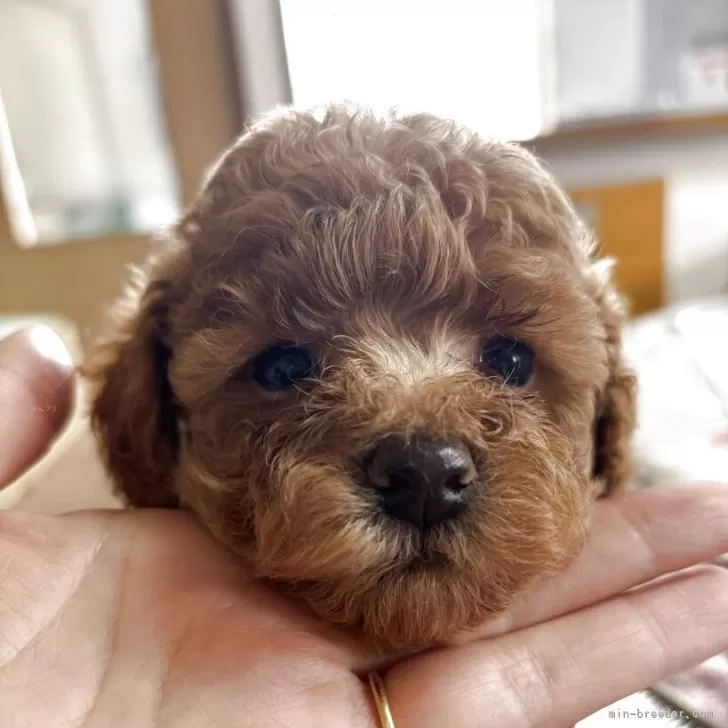 さちすけ 様のお迎えした子犬