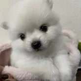 ポメラニアン【山形県・女の子・2024年12月25日・クリーム】の写真1