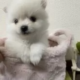 ポメラニアン【山形県・女の子・2024年12月25日・クリーム】の写真3