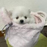 ポメラニアン【山形県・女の子・2024年12月25日・クリーム】の写真6