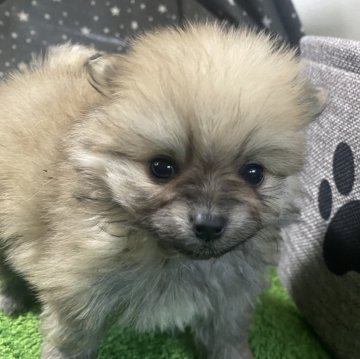 ポメラニアン【山形県・女の子・2023年12月23日・オレンジ】の写真「小柄で元気な女の子です🐾」