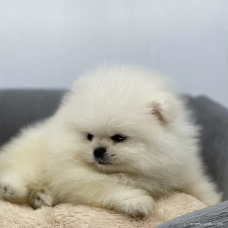 ID：2501-03819の子犬