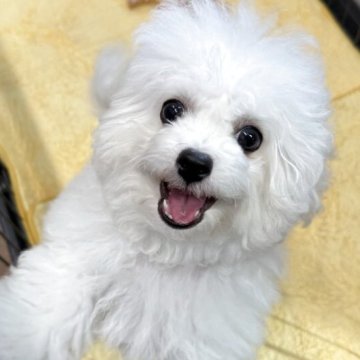 ビションフリーゼ【茨城県・男の子・2025年3月31日・ホワイト】の写真「韓国優良血統を日本に広めたいミニビション！」