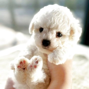 ビションフリーゼ【茨城県・男の子・2025年10月13日・ホワイト】の写真「韓国優良血統を日本に広めたいミニビション！」