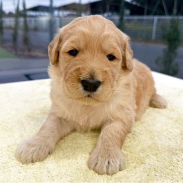 ゴールデンドゥードル(ゴールデンレトリバー×プードル)【茨城県・男の子・2025年10月6日・ゴールド】の写真「両親特徴がハッキリ出ています！」