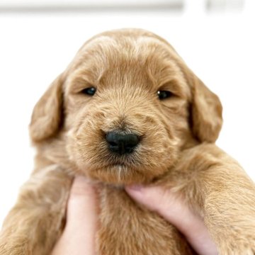 ゴールデンドゥードル(ゴールデンレトリバー×プードル)【茨城県・男の子・2025年10月1日・ゴールド】の写真「両親特徴がハッキリ出ています！」