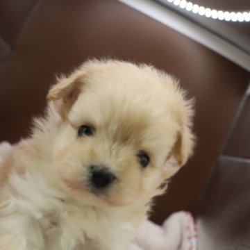 ポメプー(トイプードル×ポメラニアン)【茨城県・男の子・2024年1月22日・クリーム】の写真「おっとり男の子」