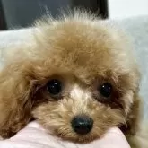 ティーカッププードル
