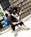 ミックス(チワワ×柴犬)【大分県・女の子・2025年5月12日・黒】の写真5