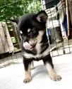 ミックス(チワワ×柴犬)【大分県・女の子・2025年5月12日・黒】の写真6