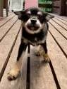 ミックス(チワワ×柴犬)【大分県・男の子・2025年5月12日・黒】の写真4