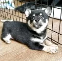 ミックス(チワワ×柴犬)【大分県・男の子・2025年5月12日・黒】の写真15