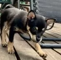 ミックス(チワワ×柴犬)【大分県・男の子・2025年5月12日・黒】の写真6
