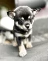 ミックス(チワワ×柴犬)【大分県・男の子・2025年5月12日・黒】の写真6