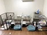 ミックス(チワワ×柴犬)【大分県・男の子・2025年5月12日・黒】の写真8「現在過ごしている場所です」