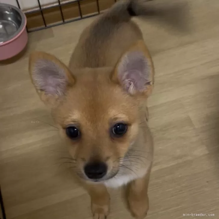 C.S 様のお迎えした子犬