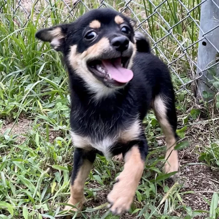 ID:2506-03804の子犬