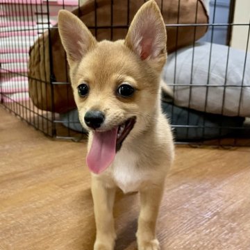 ミックス(チワワ×豆柴)【大分県・女の子・2025年6月22日・茶】の写真「マイペースな四女ちゃん」