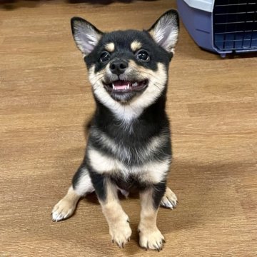 ミックス(チワワ×柴犬)【大分県・男の子・2025年6月9日・黒】の写真「まだ嬉ションしちゃう僕ちゃん」