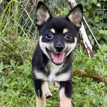 ミックス(チワワ×柴犬)【大分県・男の子・2025年5月17日・黒】の写真「ちょっとビビりな次男」