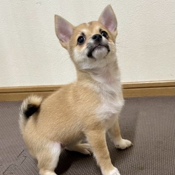 ミックス(チワワ×豆柴)【大分県・女の子・2025年6月22日・茶】の写真「額の縦線がチャームポイント小ぶりな三女ちゃん」