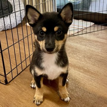 ミックス(チワワ×柴犬)【大分県・男の子・2025年5月17日・黒】の写真「賢い子です」