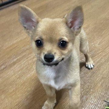 ミックス(チワワ×豆柴)【大分県・女の子・2025年6月22日・茶】の写真「小ぶりで可愛い次女ちゃん」