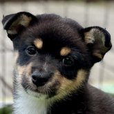 ミックス(チワワ×柴犬)