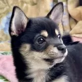 ミックス(チワワ×柴犬)【大分県・女の子・2024年12月7日・黒】の写真1「2/9現在1850gです」