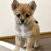 ミックス(チワワ×柴犬)