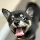 ミックス(チワワ×柴犬)【大分県・男の子・2025年5月12日・黒】の写真1「1600gになりました」