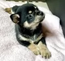 ミックス(チワワ×柴犬)【大分県・男の子・2025年5月12日・黒】の写真10