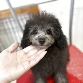 タイニープードル