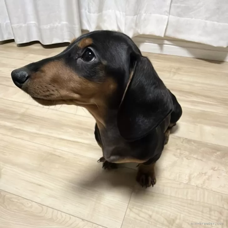 ID：2411-05348の子犬