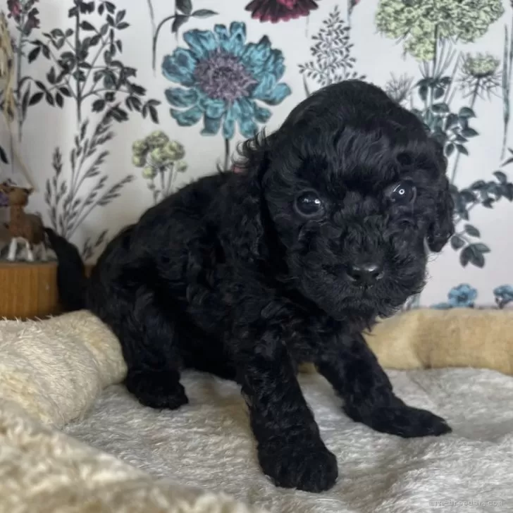 ID:2412-01919の子犬