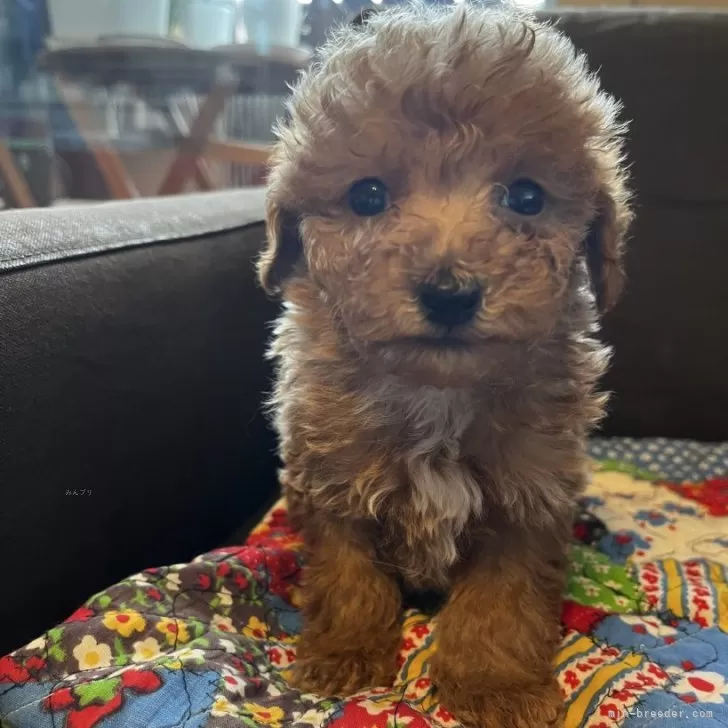 ID：2412-01490の子犬