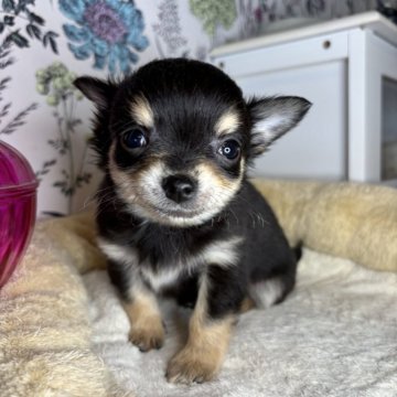 チワワ(ロング)【愛知県・男の子・2024年12月19日・ブラックタン】の写真「のんびり屋のむちむち男の子🐶」