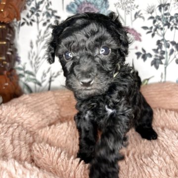 トイプードル(トイ)【愛知県・女の子・2025年3月31日・ブラック】の写真「よちよち歩きがとても可愛いです🩷」