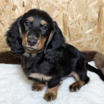 ミニチュアダックスフンド(ロング)【愛知県・男の子・2024年9月20日・ブラックタン】の写真「おっとりした男の子です♡」