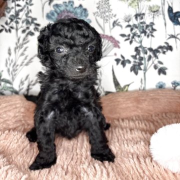 トイプードル(トイ)【愛知県・女の子・2025年3月31日・ブラック】の写真「姉妹の中で一番小柄ちゃんです🐶」