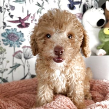 トイプードル(トイ)【愛知県・女の子・2025年10月6日・アプリコット】の写真「薄い瞳のカラーがとても魅力的です❤️」