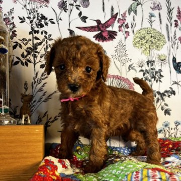 トイプードル(トイ)【愛知県・女の子・2024年10月23日・レッド】の写真「小さめちゃんです❤️
甘え上手で可愛いですよ💕」