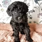 トイプードル(トイ)【愛知県・女の子・2025年3月31日・ブラック】の写真1